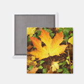 Autumn Maple Leaf Magnet (Vorderseite/Rückseite)
