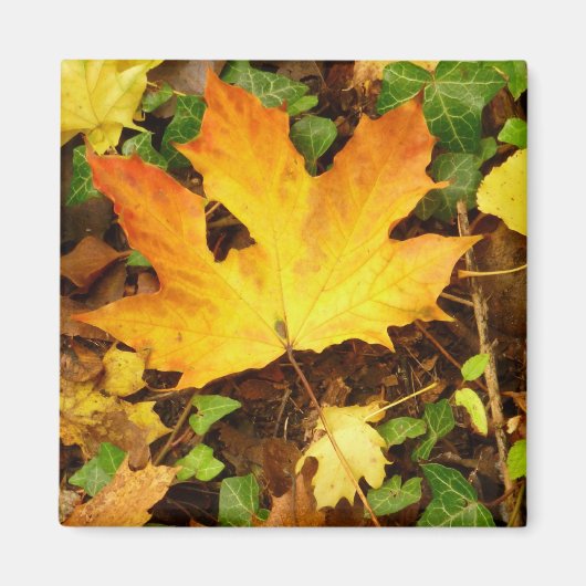 Autumn Maple Leaf Magnet (Vorne)