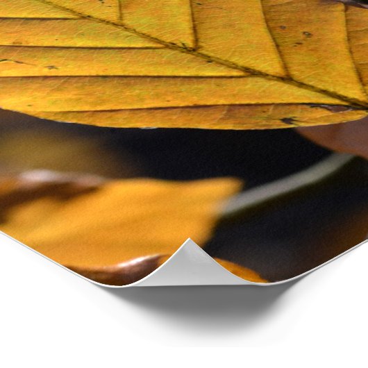 Autumn Oak Leaf Poster (Ecke)