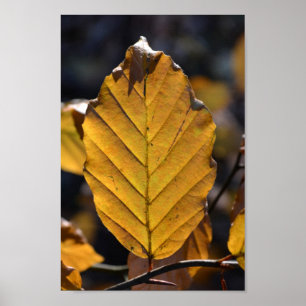 Autumn Oak Leaf Poster