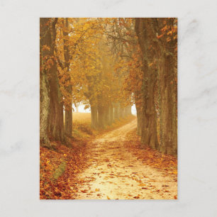Autumn Pathway Postcard Postkarte