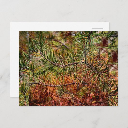 Autumn Pine Needles Feiertagspostkarte (Vorne/Hinten)
