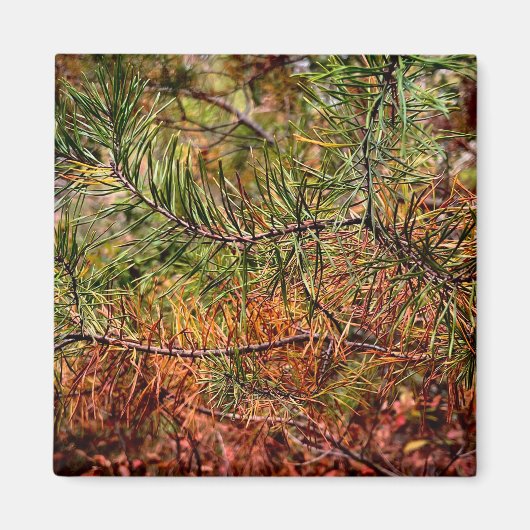 Autumn Pine Needles  Magnet (Vorne)