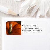 Autumn Pumpkin Foto (Insitu)