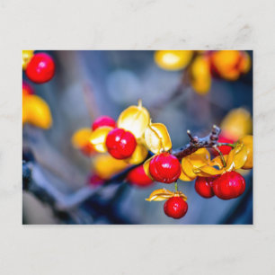 Autumn Red Berry and Yellow Leaf Postcard Postkarte