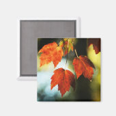 Autumn Splendor Magnet (Vorderseite/Rückseite)
