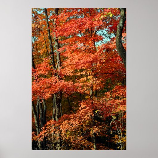 Autumn Splendor Poster (Vorne)