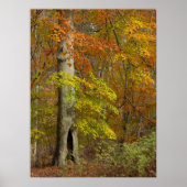 Autumn Splendor Poster (Vorne)