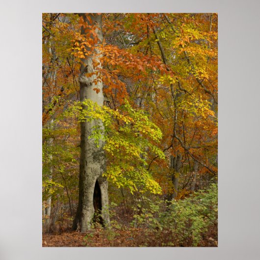 Autumn Splendor Poster (Vorne)