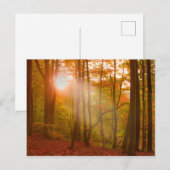 Autumn Splendor Postkarte (Vorne/Hinten)