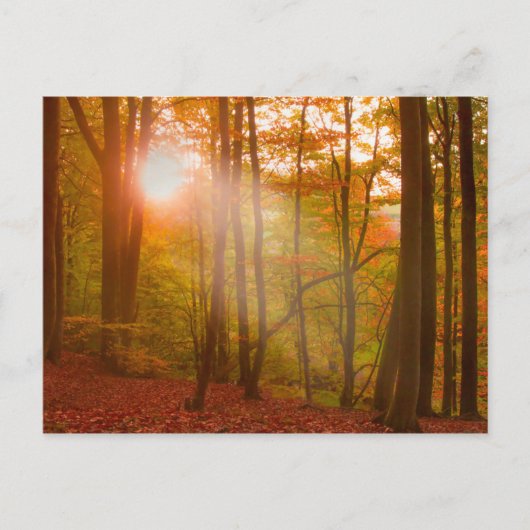 Autumn Splendor Postkarte (Vorderseite)