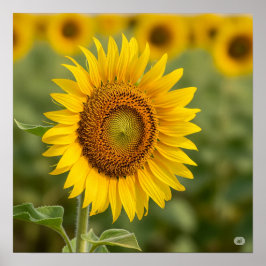 Autumn Sunflower Graphic Poster