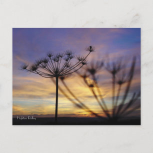 Autumn Sunset Echos Postcard Postkarte