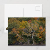 Autumn Sycamores Postkarte (Vorne/Hinten)
