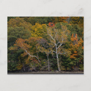 Autumn Sycamores Postkarte