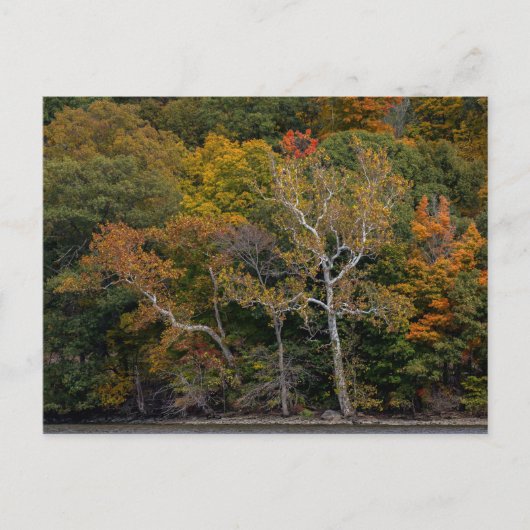 Autumn Sycamores Postkarte (Vorderseite)