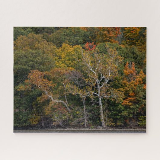 Autumn Sycamores Puzzle (Horizontal)