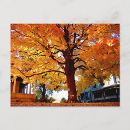 Autumn Tree Foto von Mark Edward Westerfield Postkarte