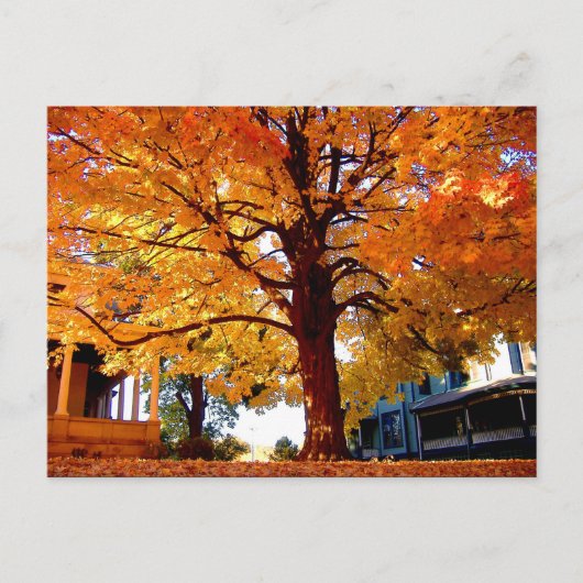 Autumn Tree Foto von Mark Edward Westerfield Postkarte (Vorderseite)
