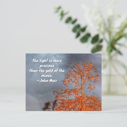 Autumn Tree Golden Light John Muir Nature Quote Postkarte (Stehend Vorderseite)