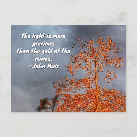 Autumn Tree Golden Light John Muir Nature Quote Postkarte (Vorderseite)
