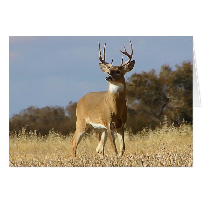Autumn Whitetail Buck (Vorderseite (Horizontal))