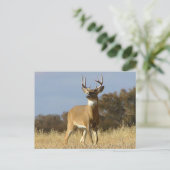 Autumn Whitetail Buck Postkarte (Stehend Vorderseite)
