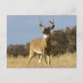 Autumn Whitetail Buck Postkarte (Vorderseite)