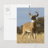 Autumn Whitetail Buck Postkarte (Vorne/Hinten)