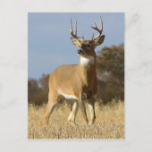 Autumn Whitetail Buck Postkarte (Vorderseite)