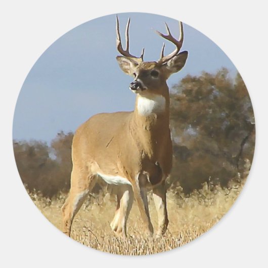Autumn Whitetail Buck Runder Aufkleber (Vorderseite)