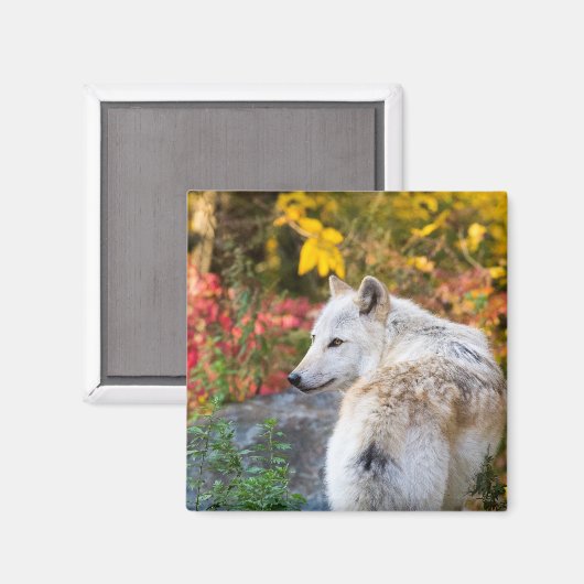 Autumn Wolf Magnet (Vorderseite/Rückseite)