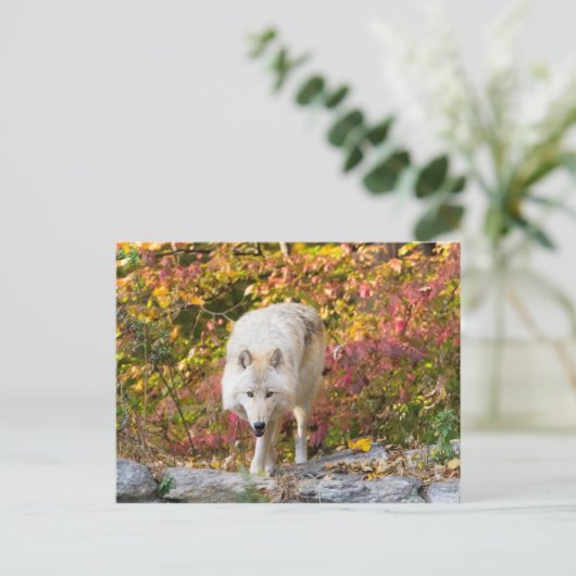 Autumn Wolf Postkarte (Stehend Vorderseite)