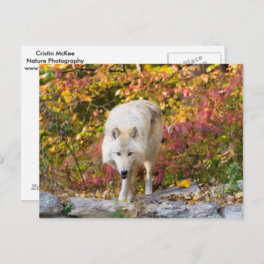 Autumn Wolf Postkarte (Vorne/Hinten)