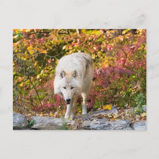 Autumn Wolf Postkarte (Vorderseite)