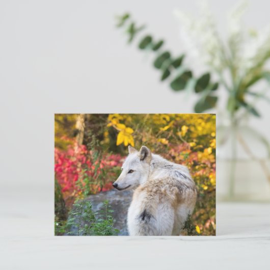 Autumn Wolf Postkarte (Stehend Vorderseite)