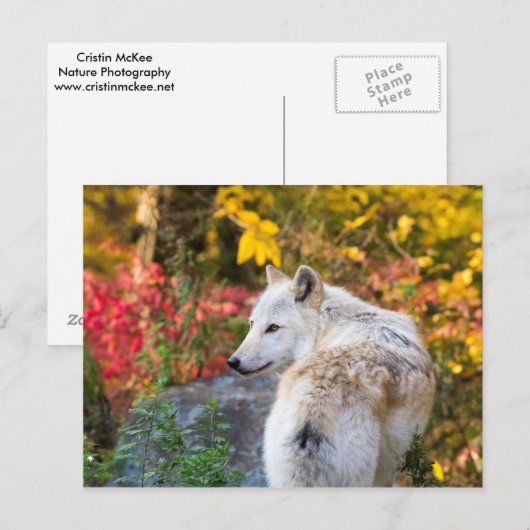 Autumn Wolf Postkarte (Vorne/Hinten)