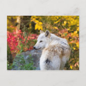 Autumn Wolf Postkarte (Vorderseite)