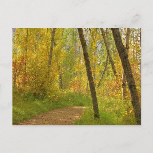 Autumn Woodlands Postkarte (Vorderseite)