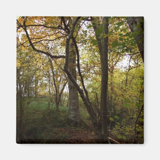 Autumn Woods Magnet (Vorne)