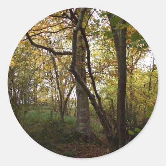 Autumn Woods Sticker (Vorderseite)