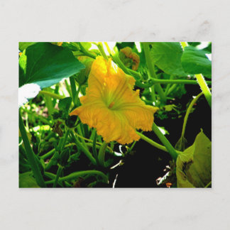 " Autumn Yellow Squash Blossom" Postkarte