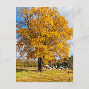 Autumn Yellow Sugar Maple Danke Postcard Postkarte