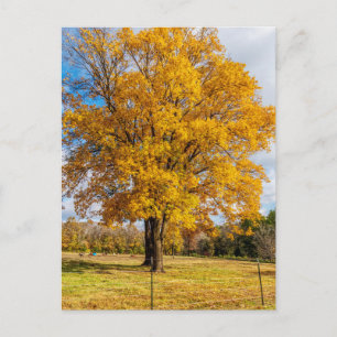 Autumn Yellow Sugar Maple Postcard Postkarte