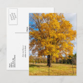 Autumn Yellow Sugar Maple Postcard Postkarte (Vorne/Hinten)