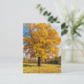 Autumn Yellow Sugar Maple Postcard Postkarte (Stehend Vorderseite)