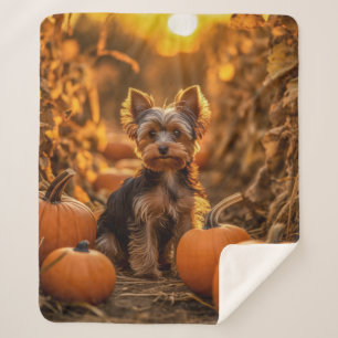 Autumn Yorkie Pup Sherpadecke