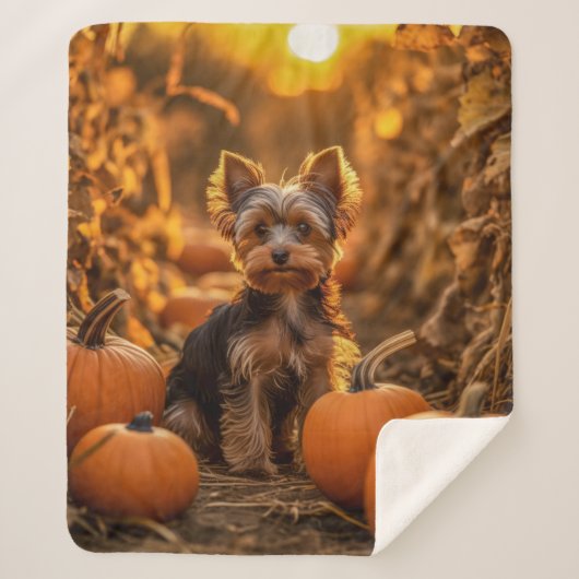 Autumn Yorkie Pup Sherpadecke (Vorderseite)