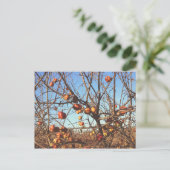 Autumnal Apples Foto Postkarte (Stehend Vorderseite)