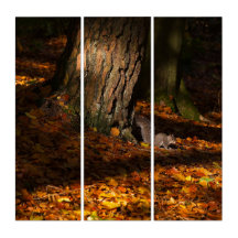 Autumnal Eichhörnchen Triptych